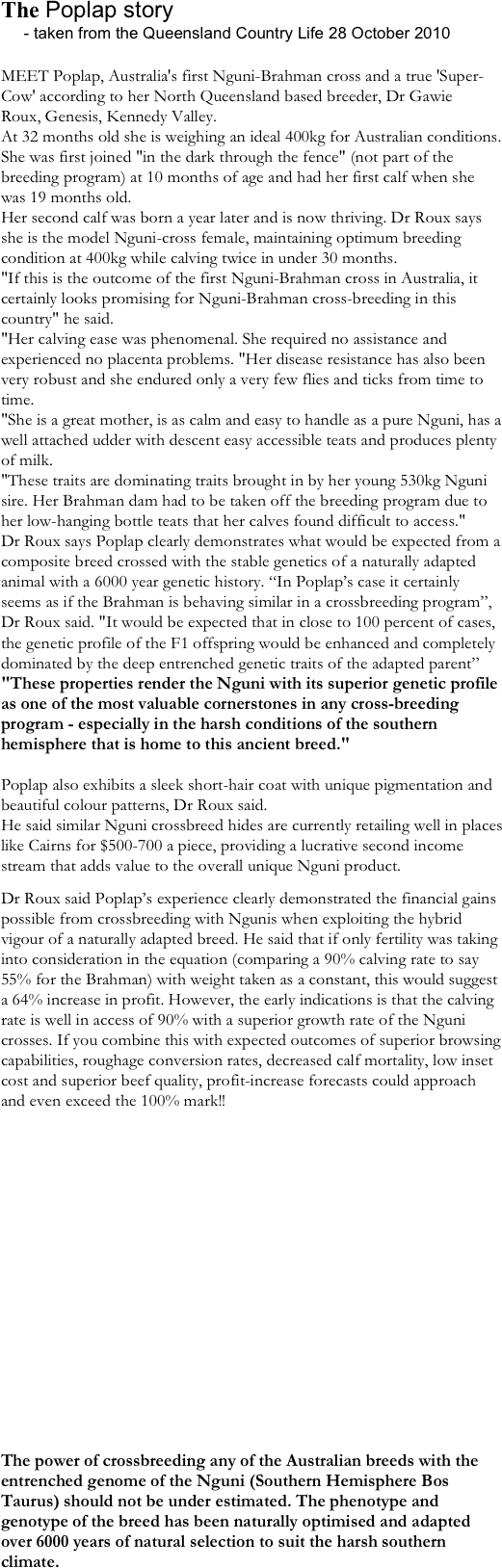  
The Poplap story  
     - taken from the Queensland Country Life 28 October 2010
 
MEET Poplap, Australia's first Nguni-Brahman cross and a true 'Super-Cow' according to her North Queensland based breeder, Dr Gawie Roux, Genesis, Kennedy Valley.
At 32 months old she is weighing an ideal 400kg for Australian conditions.
She was first joined "in the dark through the fence" (not part of the breeding program) at 10 months of age and had her first calf when she was 19 months old.
Her second calf was born a year later and is now thriving. Dr Roux says she is the model Nguni-cross female, maintaining optimum breeding condition at 400kg while calving twice in under 30 months.
"If this is the outcome of the first Nguni-Brahman cross in Australia, it certainly looks promising for Nguni-Brahman cross-breeding in this country" he said. 
"Her calving ease was phenomenal. She required no assistance and experienced no placenta problems. "Her disease resistance has also been very robust and she endured only a very few flies and ticks from time to time.
"She is a great mother, is as calm and easy to handle as a pure Nguni, has a well attached udder with descent easy accessible teats and produces plenty of milk.
"These traits are dominating traits brought in by her young 530kg Nguni sire. Her Brahman dam had to be taken off the breeding program due to her low-hanging bottle teats that her calves found difficult to access."
Dr Roux says Poplap clearly demonstrates what would be expected from a composite breed crossed with the stable genetics of a naturally adapted animal with a 6000 year genetic history. “In Poplap’s case it certainly seems as if the Brahman is behaving similar in a crossbreeding program”, Dr Roux said. "It would be expected that in close to 100 percent of cases, the genetic profile of the F1 offspring would be enhanced and completely dominated by the deep entrenched genetic traits of the adapted parent”
"These properties render the Nguni with its superior genetic profile as one of the most valuable cornerstones in any cross-breeding program - especially in the harsh conditions of the southern hemisphere that is home to this ancient breed."

Poplap also exhibits a sleek short-hair coat with unique pigmentation and beautiful colour patterns, Dr Roux said.
He said similar Nguni crossbreed hides are currently retailing well in places like Cairns for $500-700 a piece, providing a lucrative second income stream that adds value to the overall unique Nguni product.
Dr Roux said Poplap’s experience clearly demonstrated the financial gains possible from crossbreeding with Ngunis when exploiting the hybrid vigour of a naturally adapted breed. He said that if only fertility was taking into consideration in the equation (comparing a 90% calving rate to say 55% for the Brahman) with weight taken as a constant, this would suggest a 64% increase in profit. However, the early indications is that the calving rate is well in access of 90% with a superior growth rate of the Nguni crosses. If you combine this with expected outcomes of superior browsing capabilities, roughage conversion rates, decreased calf mortality, low inset cost and superior beef quality, profit-increase forecasts could approach and even exceed the 100% mark!!










The power of crossbreeding any of the Australian breeds with the entrenched genome of the Nguni (Southern Hemisphere Bos Taurus) should not be under estimated. The phenotype and genotype of the breed has been naturally optimised and adapted over 6000 years of natural selection to suit the harsh southern climate.



                                          


 
