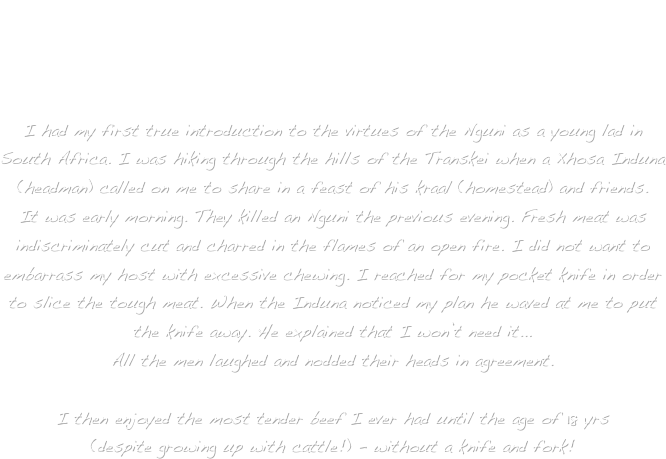 

Dr Gawie Roux
(Pronounced “Harvey Roo”)
Author of this Web Publication 
& owner of Genesis Farm 
Kennedy Valley, North Queensland, Australia


I had my first true introduction to the virtues of the Nguni as a young lad in  South Africa. I was hiking through the hills of the Transkei when a Xhosa Induna (headman) called on me to share in a feast of his kraal (homestead) and friends. 
It was early morning. They killed an Nguni the previous evening. Fresh meat was indiscriminately cut and charred in the flames of an open fire. I did not want to embarrass my host with excessive chewing. I reached for my pocket knife in order to slice the tough meat. When the Induna noticed my plan he waved at me to put the knife away. He explained that I won’t need it...
All the men laughed and nodded their heads in agreement. 

I then enjoyed the most tender beef I ever had until the age of 18 yrs          (despite growing up with cattle!) - without a knife and fork!